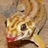 Scincus