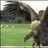 Condor