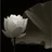 Flower27