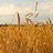 Grain