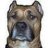 amstaff