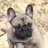 buldog001