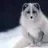 Arctic_Fox