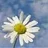 *camomile*