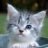 Spiteful_Kitten