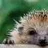 hedgehog girl