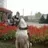 I love Great Dane