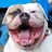 BullDogge