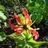 Gloriosa