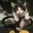Kitty-kitty
