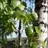 Birch