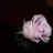 natalee 2309
