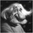 Oleg_Chevor