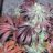 Rastamann