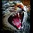 cat cat