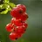 red_berry