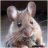 Roopert.mouse