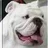 Bulldogsmafia