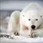 Maksim_110588
