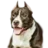 Яра