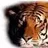 TigerS