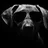 NightDog