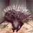 porcupine
