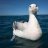 Albatroc