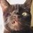 котаВасия