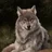 Werewolf*