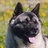 American Akita