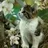 Anny-Kitty